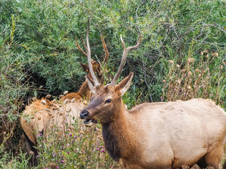 Wild Elk at the side of the roan in Estes Park Colorado