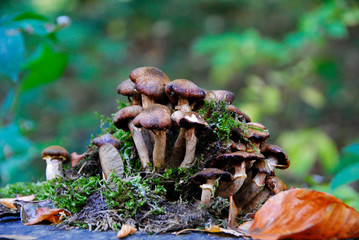 a few mushrooms in the forest in Duisburg in Germany