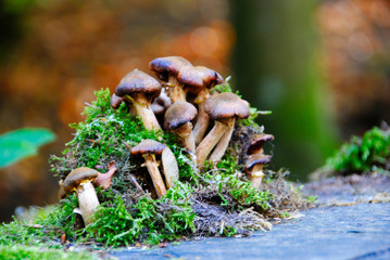 a few mushrooms in the forest in Duisburg in Germany