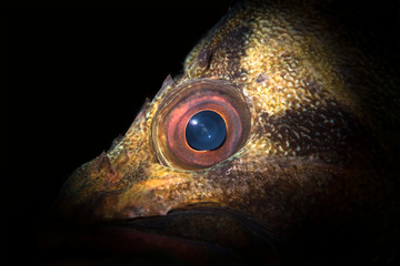Close up of a Tree fish eye in California