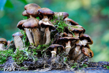 Fototapeta premium a few mushrooms in the forest in Duisburg in Germany
