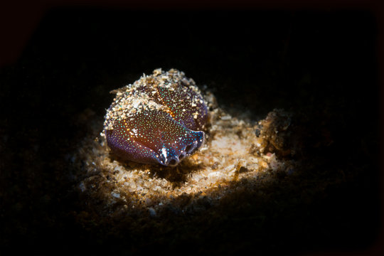 Navanax underwater snail in California