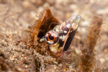 Pike blenny peering out of a worm tube