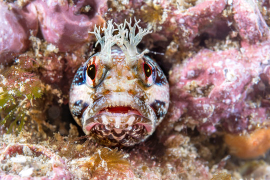 Close up of yellowfin fringehead blenny
