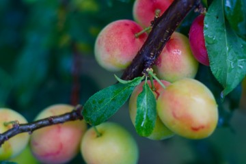 Сруккн здгь