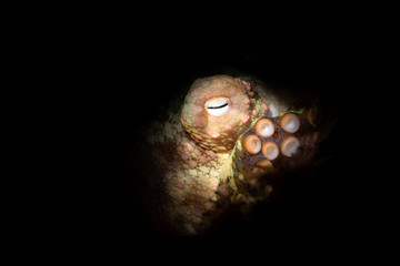 Octopus resting in crevice