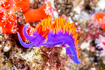Purple Spanish shawl nudibranch