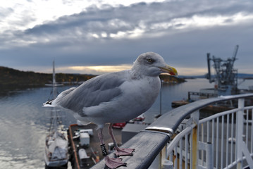 Seagull