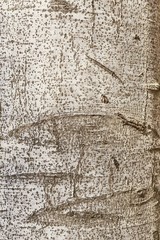 Tree Trunk Closeup