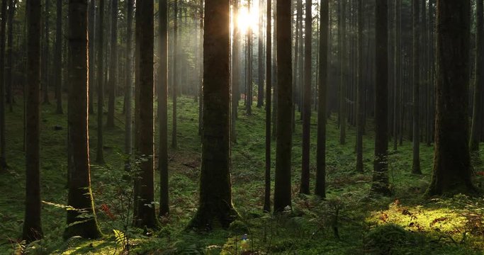 Magic sunrise in fairytale forest landscape. 