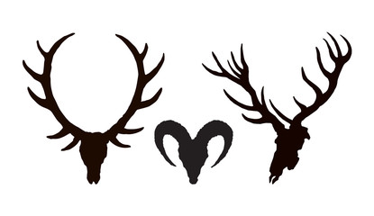 Skull of ox. Vector drawing