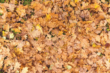 Red and orange autumn oak leaves background.