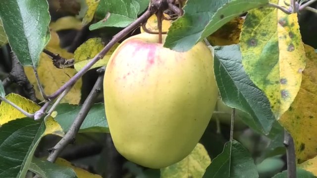 Essen, NRW, Germany - 15. Oktober 2018: Apfel am Zweig mit ersten gelben Bl&auml;ttern, Zoom-in auf den Apfel, Zoom-in auf den Stiel am Zweig, Zoom-out auf die anf&auml;ngliche Einstellung