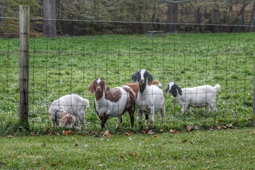 1046 - Goats of Ortonville II (1046-ANI-101718-0224P)