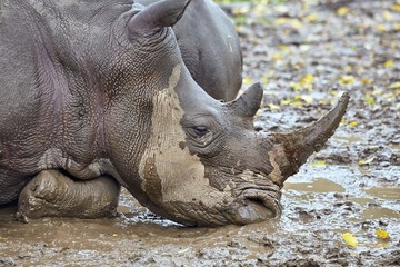 Rhinoceros in the mud