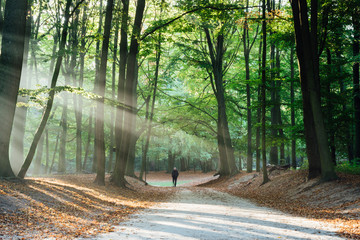 Walking in the woods