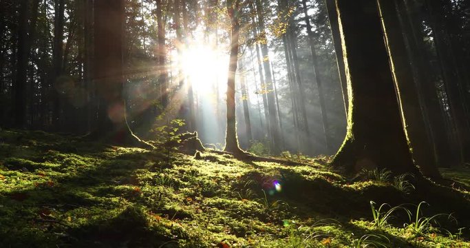 Magic morning sunlight in mossy forest landscape. Slider equipment used.