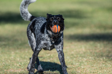 Playful Australian Shepard Heeler mixed breed dog has firm grasp in mouth as he brings the ball back across the park grass.
