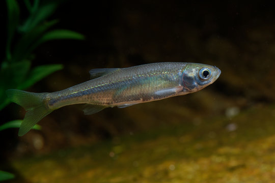 Belica - Leucaspius delineatus. Leucaspius delineatus, known as the sunbleak, belica or moderlieschen is a species of freshwater fish in the Cyprinidae family