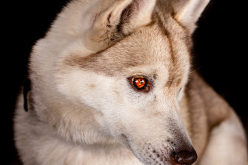 Husky Rojo con ojos de color Naranja