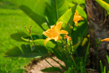 beautiful yellow flower. sunny tenerife plants. Hemerocallis Stella D'Oro