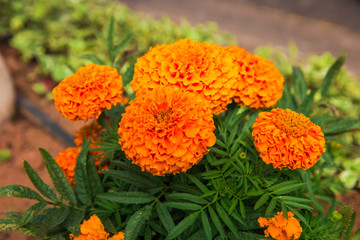 beautiful flowers on the bushes. unusually beautiful flowering plants. orange flowers tagetes patula