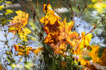 Picturesque colorful varicolored fallen maple leaves in dry grass in sunny day, translucent in the sun. Natural autumn bright background