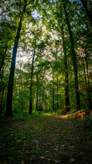 Autumn Forrest walks