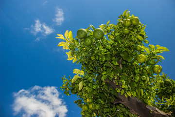 food concept of lime fruits on green tree branches on blue sky background with empty space for copy or text and sun light and glares 