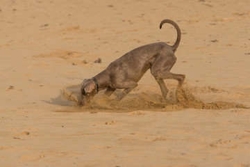 Dog playing on a Beach