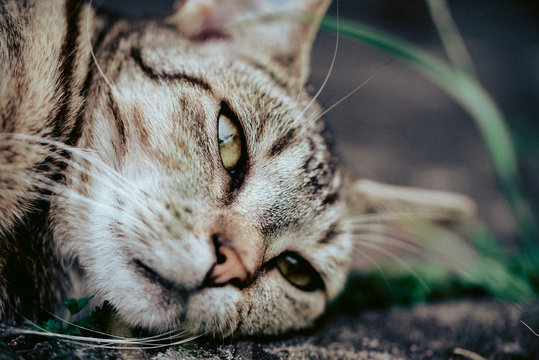 Katze liegt auf der Terrasse