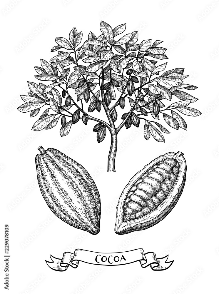 Canvas Prints cacao tree and fruits ink sketch.