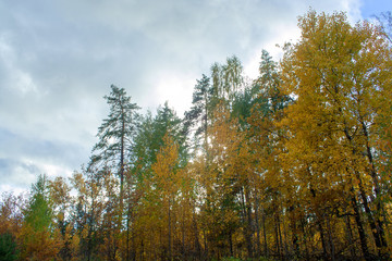 Fototapeta na wymiar Golden autumn forest