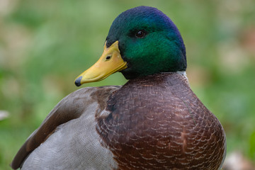 Naklejka na ściany i meble Mallard Duck Portrait Closeup