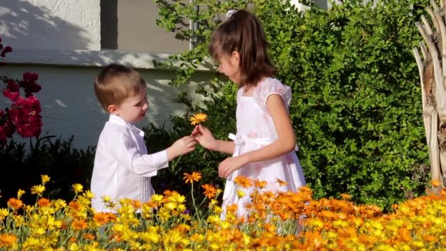 Young boy gives his older sister a flower as she stands in thigh high African Daisies.  She thanks him with a big kiss on the lips, he breaks away and leave immediately.