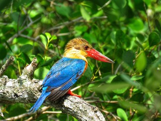 Stork-billed kingfisher scientific name is Pelargopsis capensis. The kingfisher is small to medium size bird. This species of bird widespread and generally sparse. 