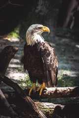 portrait of an eagle