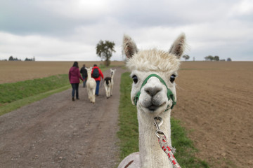 Tiergestützte Therapie - Alpakatherapie - Wanderung Menschen Alpakas in Landschaft - obrazy, fototapety, plakaty