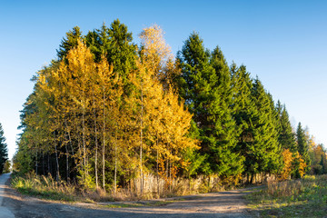 Autumn yellow and green trees on the background of the road