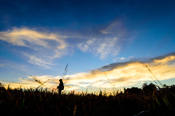 Fototapeta premium Sun rise in the forest.