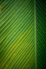 Hoja de Pl&aacute;tano