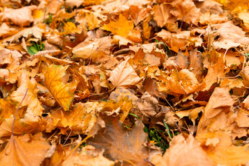Autumn yellow leaves lie on the ground