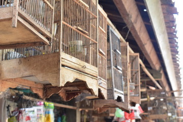 Bird Market in Yogyakarta