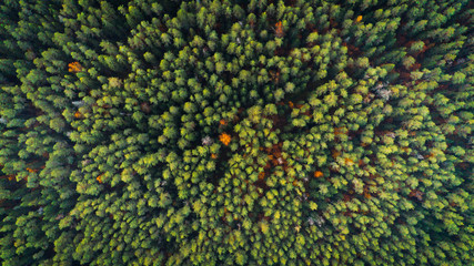 Aerial top view forest, Texture of forest view from above.