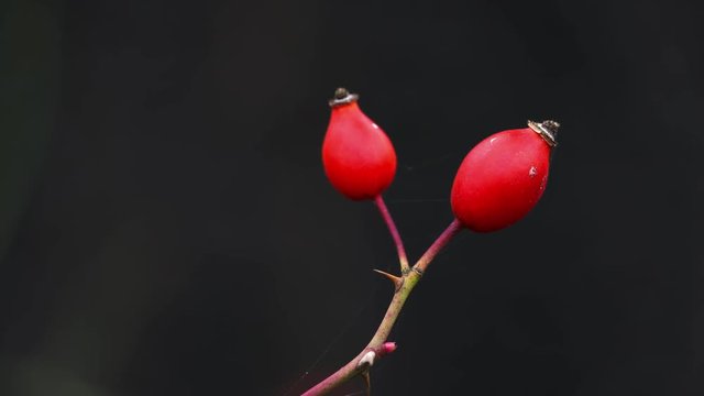Rose Hip in natural environment (Rosa canina) - (4K)