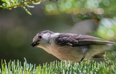 A curious gray jay in the Oregon forest