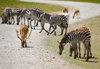 Fototapeta na wymiar Safari