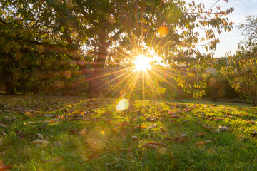 Rayons de soleil dans arbres automnes