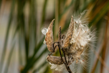 Milkweed seeds in the wind