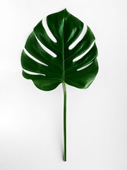 Monstera leaf Close-up photo in top view Tropical plant Lush monstera on white background Isolated photo